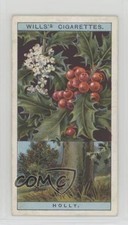 1924 Wills Flowering Trees & Shrubs Tobacco Common Holly #25 1i3