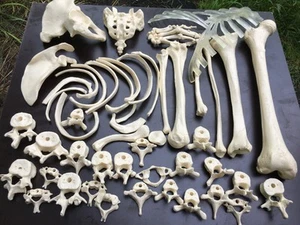 Gran Lote De Colección Modelos Anatómicos Réplica Huesos Esqueleto Humano Enseñanza Médica - Imagen 1 de 8