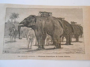 Gravure 1884 - Eléphants domestiques de l'armée Indienne - Picture 1 of 1