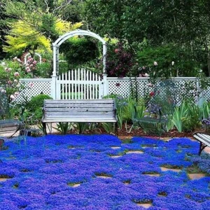 20000+ Magic Blue Creeping Thyme Seeds for Planting Ground Cover Plants Heirloom - Picture 1 of 4