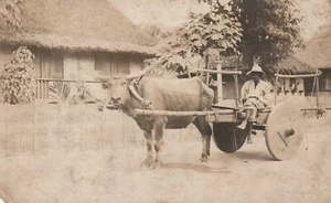 Postcard Man Sitting On Cart Pulled By Oxen Dirt Road Location Unknown - Picture 1 of 3
