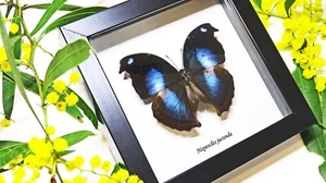 Napeocles jucunda blue butterfly - Bild 1 von 6