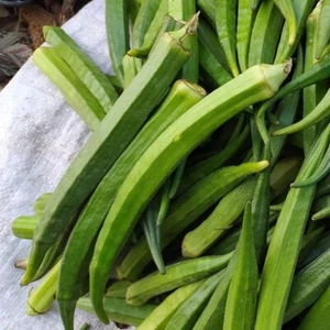 Perkins Long Pod Okra de EE. UU. - 5+ semillas - semillas - semillas - semillas - he 028 - Imagen 1 de 1