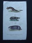 JUMPING HARE &  RAT MOLE, ORIGINAL 1837 HAND COLORED COPPER PLATE ENGRAVING