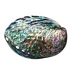 Durable Conch Natural Abalone Peeled Conch Incense Holder Crafts Decor