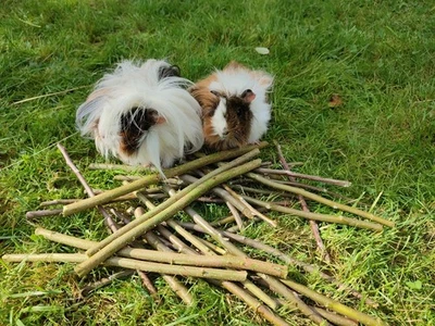 Knabberholz, Haselnussholz, Nagerholz, Bio, Frisch, 1kg Äpfel, Hasel, Kirsche - Bild 1 von 3