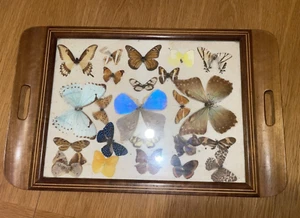 Vintage Wood Framed Tray with Pressed 23 Butterflies Taxidermy 52cm x 34cm - Picture 1 of 24