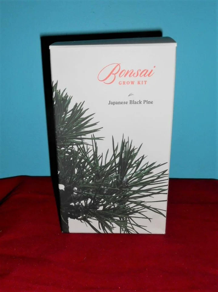 New in Box Japanese Black Pine Bonsai Seeds Grow Kit fr - Image 1 of 1