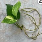 Golden Pothos Live Unrooted Cuttings Indoor Plant