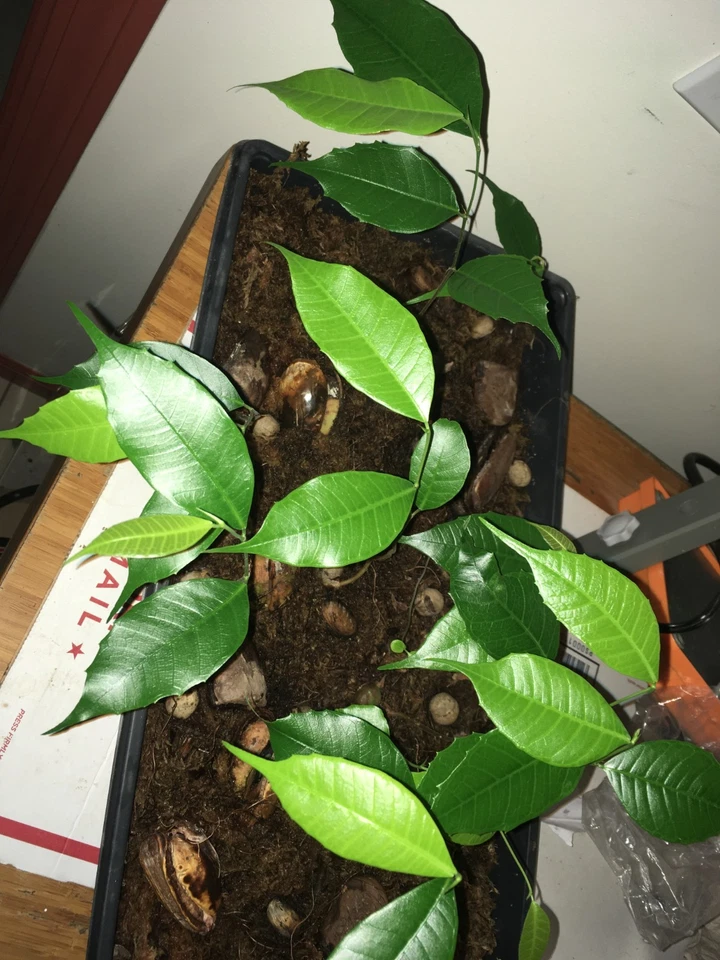 2 Brosimum alicastrum seedlings Maya nut superfood, indoor tree - Image 1 of 1