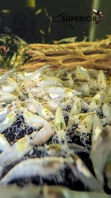 10+2 Camarones Bola de Nieve - Acuario Neocaridina de Agua Dulce 100% Garantía en Vivo Foto 1 de 4