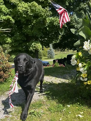 Rope Dog Toy. 10 Inch. Super Durable Chew Toy. Handmade In The U.S.A - Image 1 of 3