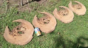 4 pcs Bookmatched 1" THICK 20" WIDE Pecky Sinker Cypress Wood Cookies Returns OK - Picture 1 of 15