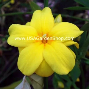 Jasminum mesnyi Sun Glo Hardy Yellow primrose Japanese Jasmine Mai Day 7cuttings - Picture 1 of 10