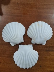 6x Large Natural Scallop Shells From North of Scotland 11cm+ (Cup Side)  - Picture 1 of 2