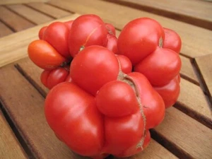 Tomatensamen Reisetomate - Bild 1 von 1