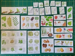 Vintage Ephemera FRUITS VEGETABLES PLANTS Junk Journal craft fussy cut up x 29 - Picture 1 of 6
