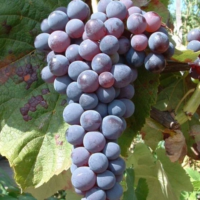 Venus dunkelblau kernlos süß pilzfeste kräftige Weinrebe 60-100 cm 3,5 L Topf - Bild 1 von 2