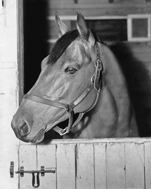 Champion Racehorse SEABISCUIT Glossy 8x10 Photo Thoroughbred Print Poster - Image 1 of 1