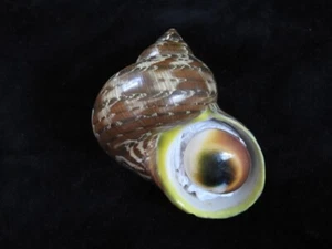 Sea shell Turbo petholatus 63.5mm ID#7661 - Picture 1 of 3