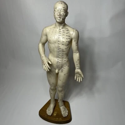"Figura de goma de 21"" de alto cuerpo masculino punto de acupuntura chino marca Eye de colección con soporte" Foto 1 de 4