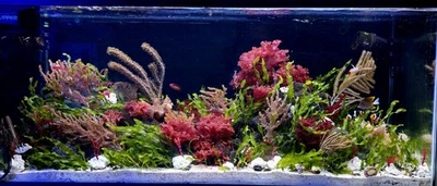 Live Macroalgae 5Pack Prolifera/Gracilaria/Orange Galaxy/String of Pearls/Codium - Image 1 of 4