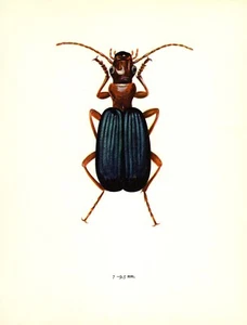 Vintage Beetle Print 1960s Bohac Beetle Insect Art Illustration 5390-46 - Picture 1 of 1