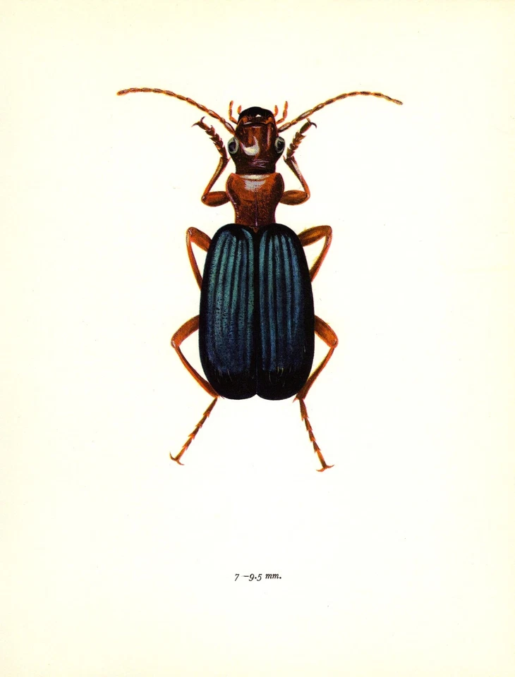 Vintage Beetle Print 1960s Bohac Beetle Insect Art Illustration 5390-46 - Image 1 of 1
