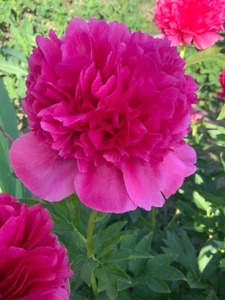 Peony Plant Root "Mary Jo Legare" with 3-5 eyes (not seeds) - Picture 1 of 2