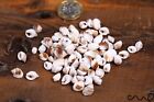 Small Natural Shells Brown White Beach Craft Jewellery Deco Seashells Confetti