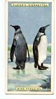 Kitschbild Natural History WILLS'S Zigaretten King Penguins Format 6,5 X 3,5 CM