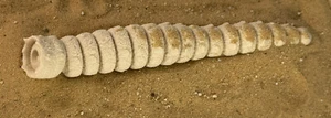 Dune Sandworm Flexible 9" Sandworm - Imagen 1 de 4