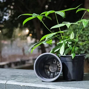 50 Pack Black Garden Nursery Plastic Pots 1/2 Gallon Flower Plant Container 6" - Picture 1 of 7
