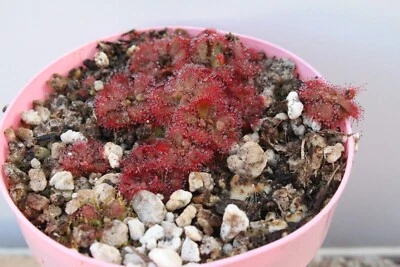 SEMILLAS - Drosera Aliciae, Rocío de Alicia, Planta Carnívora - SEMILLAS, 30+ Foto 1 de 2