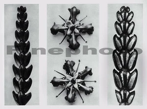 1929 Original BOTANICAL PLANT Abstract, KARL BLOSSFELDT - Picture 1 of 1