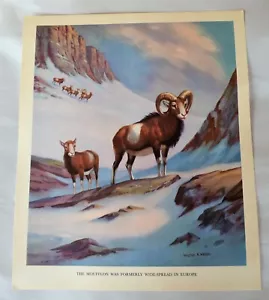 Vintage 12x10 Walter A Weber Haustiere Vorfahren Kunstdruck Lithographie Moufflon - Bild 1 von 5