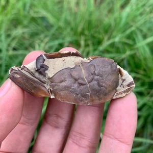 Jurassic Period Perfect Crab Fossil Dinosaur Age - Picture 1 of 4