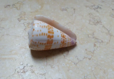 Conus tessulatus  tessellated 61.7  MASSIVE wow Pattern larg red sea shell - Image 1 of 4