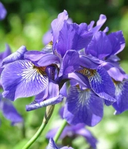 Iris Sibirica Strong Stems Above The Attractive Narrow Lance Like Leave 20 Seeds - Picture 1 of 3