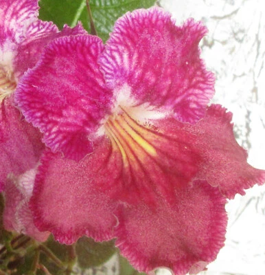 Streptocarpus Seeds : Choose from 18 Named Hyb. Cultivars : Cape Primrose - Image 1 of 2