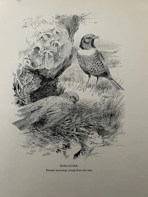 Antique 1923 Bird Print – Ring-Ousel & Young – Roland Green – Coward Wildlife - Image 1 of 4