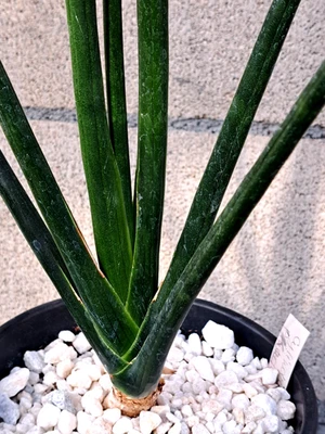 Sansevieria Cylindrica 'Karl's Select' Plant Large 25H Houseplant Succulent - Image 1 of 4