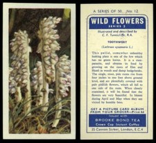 Toothwort #12 Wild Flowers Series 3 Brooke Bond 1964 Tea Card