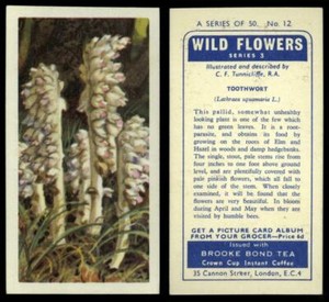 Toothwort #12 Wild Flowers Series 3 Brooke Bond 1964 Tea Card