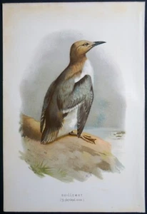 19. Jahrhundert Chromolithographie Buchplatte - Archibald Thorburn Guillemot - Bild 1 von 1