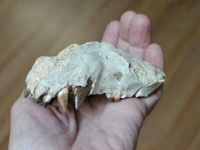 Replica Fossil Perchoerus partial Skull Eocene Oligocene Peccary maxilla teeth - Image 1 of 4