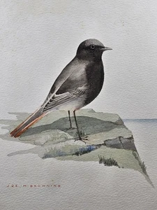 Original Water Colour of a bird By Joe. M. Browning. Undated. ORNITHOLOGY - Picture 1 of 4
