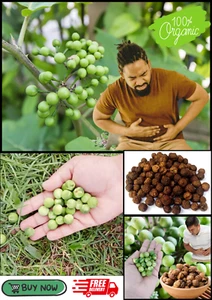 Turkey Berry 2000g Fruit Nuts Solanum Torvum Ceylon 100% Pure VitC Organic Dry - Picture 1 of 12