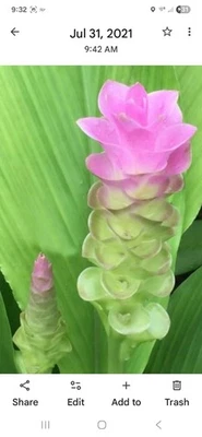 3 jengibre oculto/cultivado en jardín orgánico/3 rizones excavados cuando se vende Foto 1 de 2