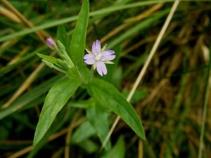 SHORT-FRUITED WILLOWHERB - Epilobium obscurum 25+ Seeds winter-hardy plant E 368 - Picture 1 of 1